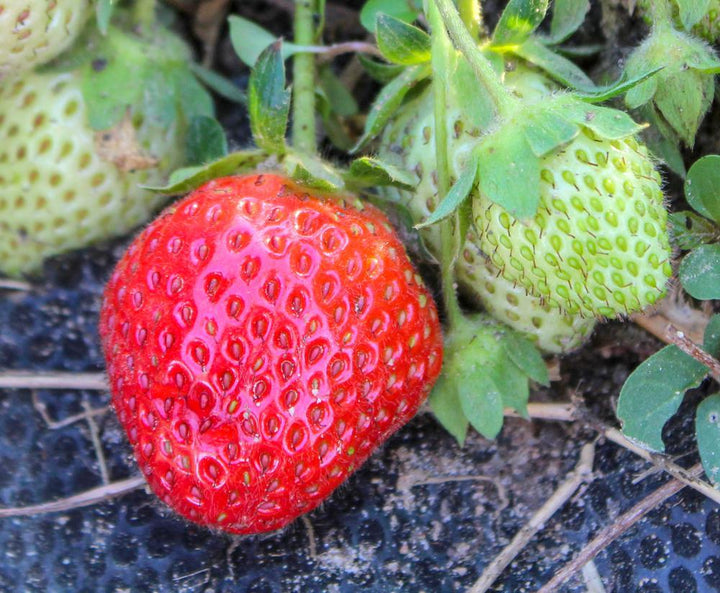 1G STRAWBERRY 'ALLSTAR'  All Star Strawberry 1006883