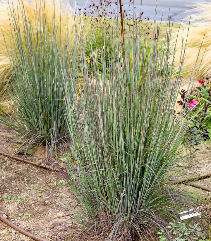 1G Schizachyrium Scoparium 'Cinnamon Sticks' - Little Bluestem - 1022905