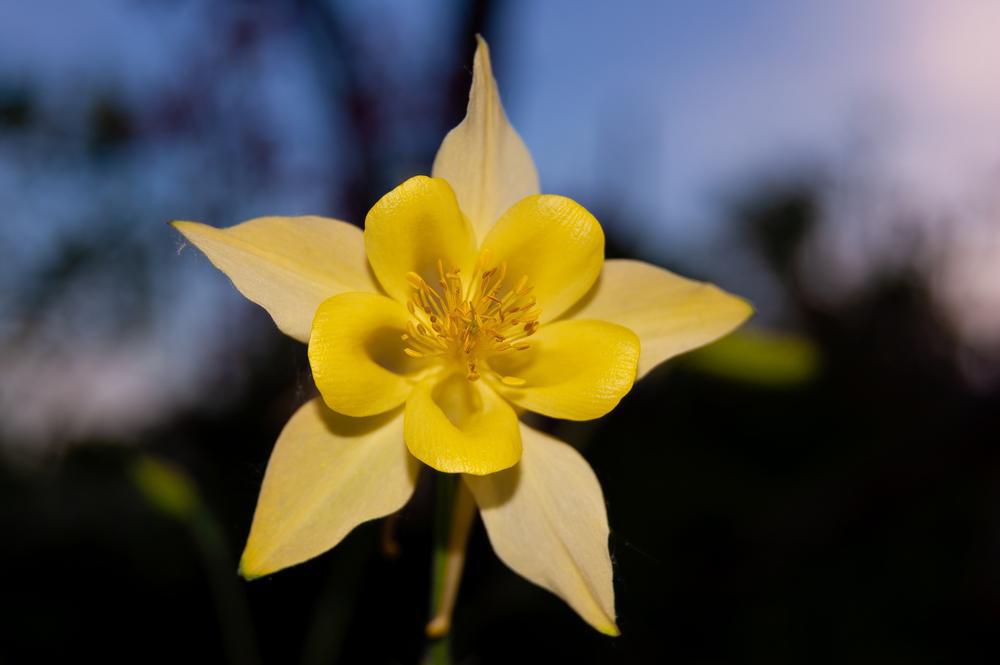 1G Aquilegia x Earlybird™ Yellow Earlybird™ Yellow Columbine 1014501