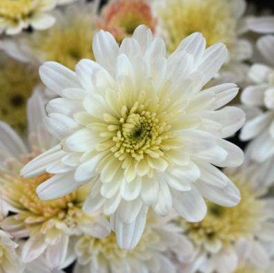 12" TP Mum Patio Pot - Milkshake Coconut White