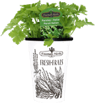 4.33" Herb - Parsley Italian H1788