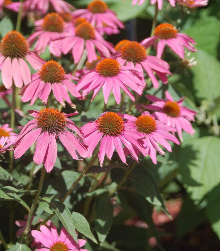 1G Echinacea Purpurea  'Pow Wow Wildberry' - Coneflower - 1005311