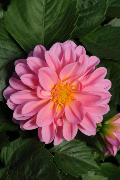 4.5" Dahlia