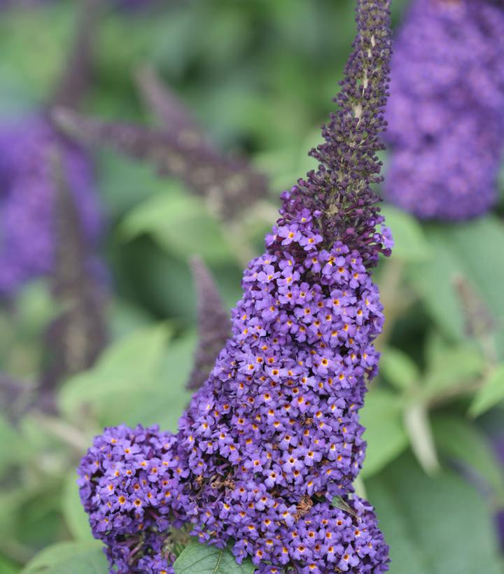 3G Buddleia 'Pugster Blue' - Butterfly Bush -1009190