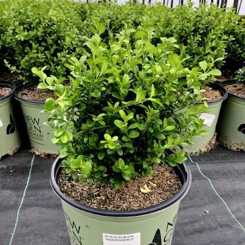 NewGen™ Independence®  Boxwood