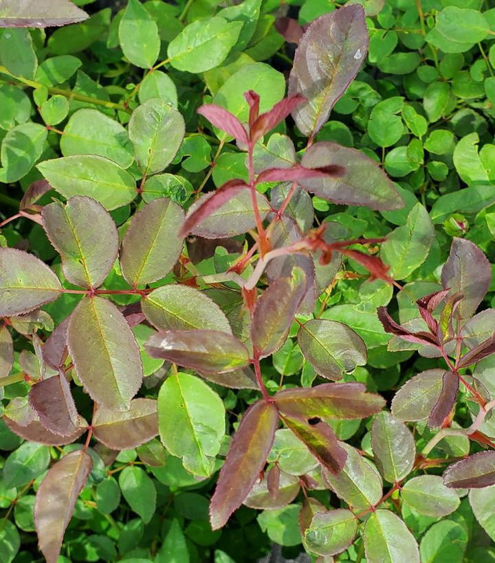 3G Rosa 'Zephirine Drouhin' - Pink Climbing Rose - 1003261