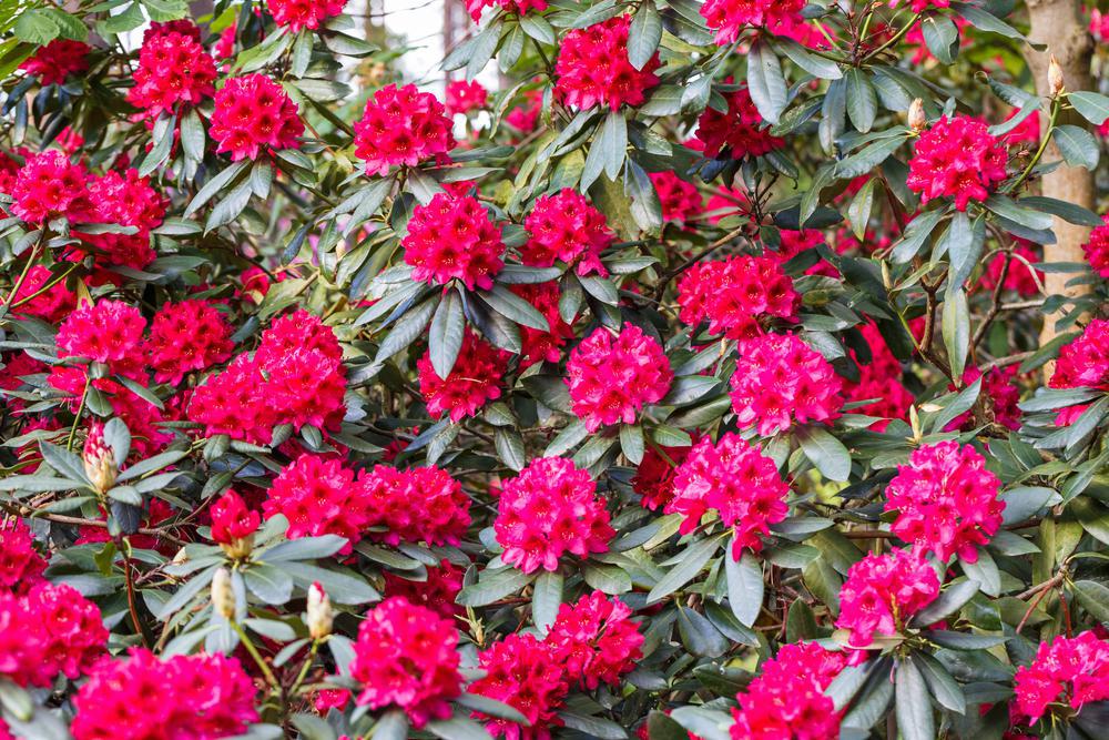 3G Rhododendron cat. 'Nova Zembla' Nova Zembla Rhododendron (Evergreen) 1000100