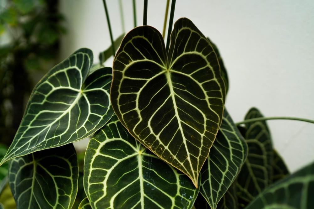 6" Anthurium Clarinervium