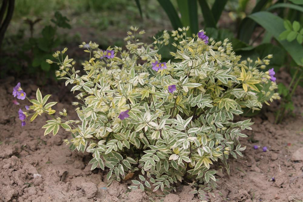 1G Polemonium Reptans 'Stairway to Heaven' - Jacobs Ladder - 1003340