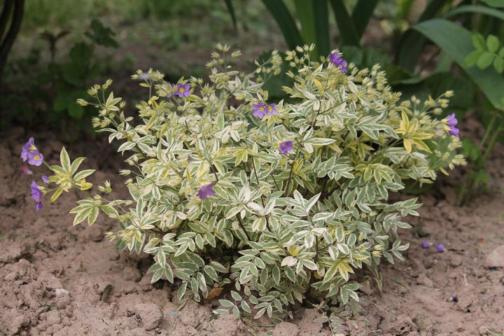 1G Polemonium Reptans 'Stairway to Heaven' - Jacobs Ladder - 1003340