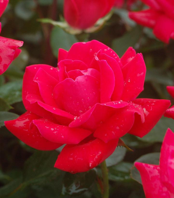 2G Rose Bush - Rosa 'Double Knock Out' - Red - 1007429