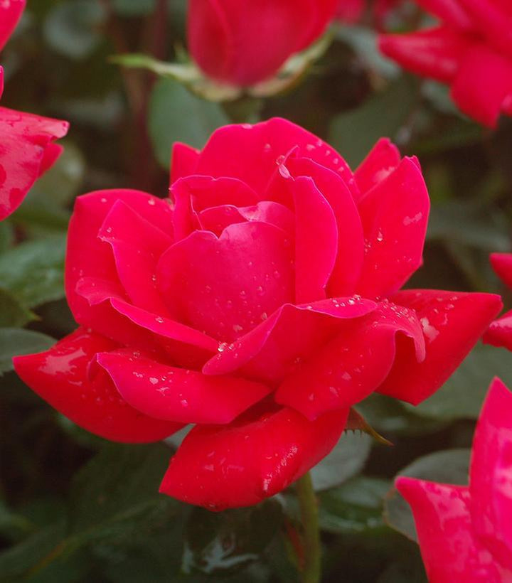 2G Rose Bush - Rosa 'Double Knock Out' - Red - 1007429