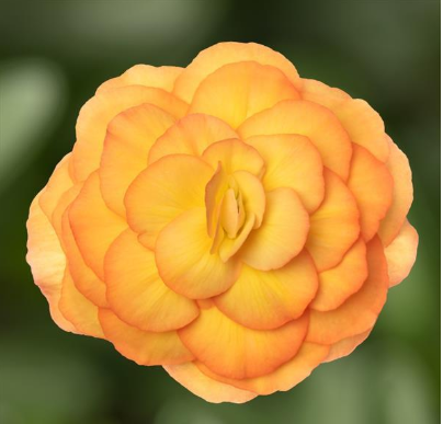 4.5" Begonia