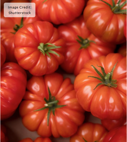 1G Tomato 'Buffalosteak' - 1013911