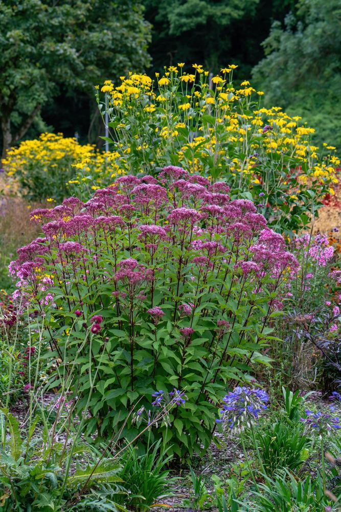 2G Eupatorium maculatum 'Gateway' Gateway Joe Pye Weed 1000587