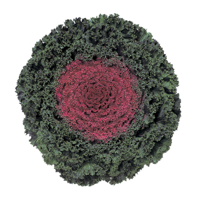 6" Ornamental Flowering Kale - Kamome Red