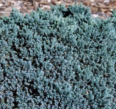 3G Juniperus squamata 'Blue Star' Blue Star Juniper