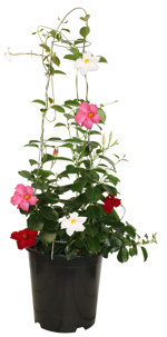 5.5" (21cm) Mandevilla Tricolor Red/White/Pink - G4912