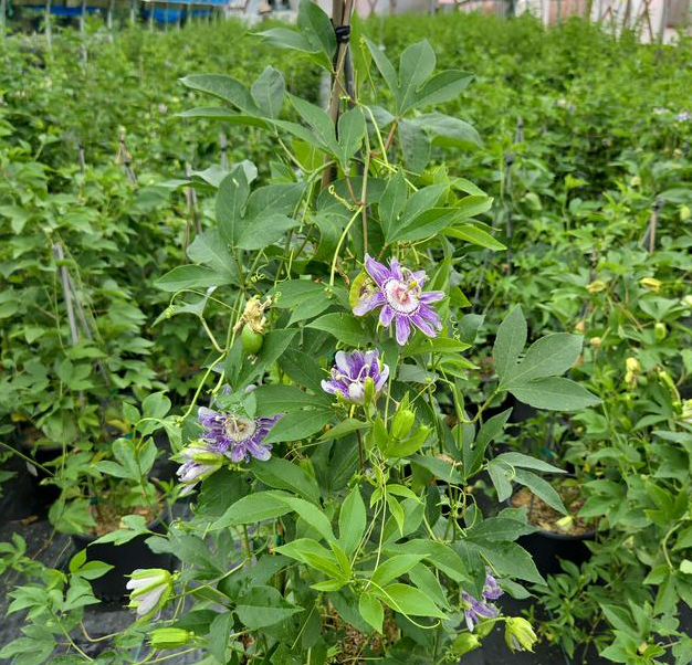 3G Passiflora Incarnata - Purple Passionflower ( Maypop ) - 1011826
