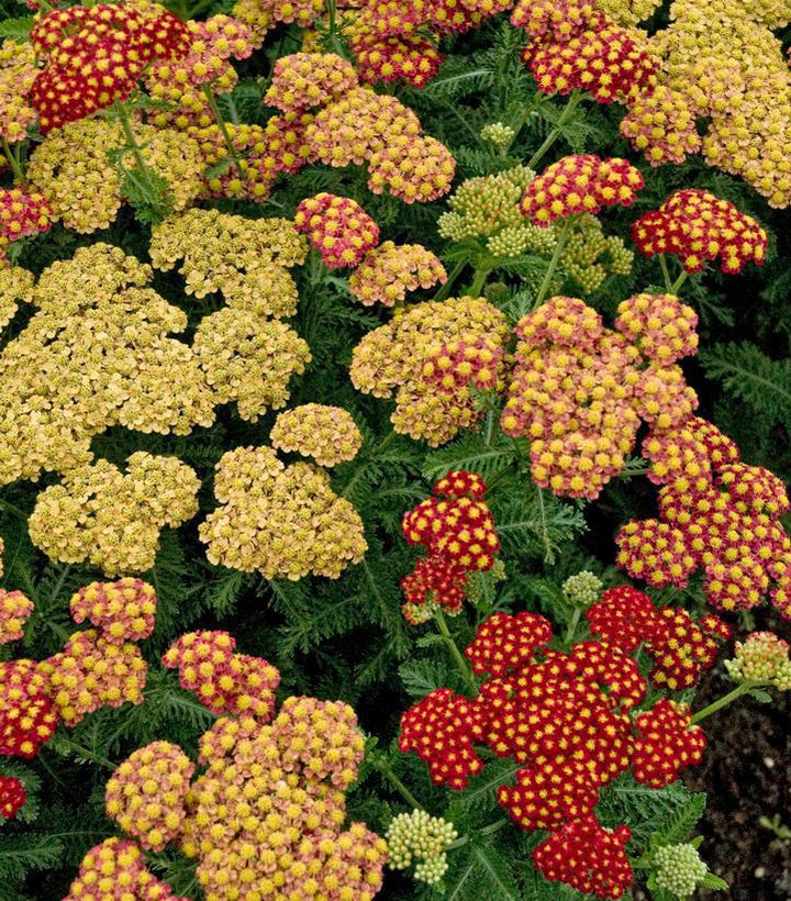 1G Achillea Millefolium 'Skysail Bright Pink' - Yarrow - 1027735