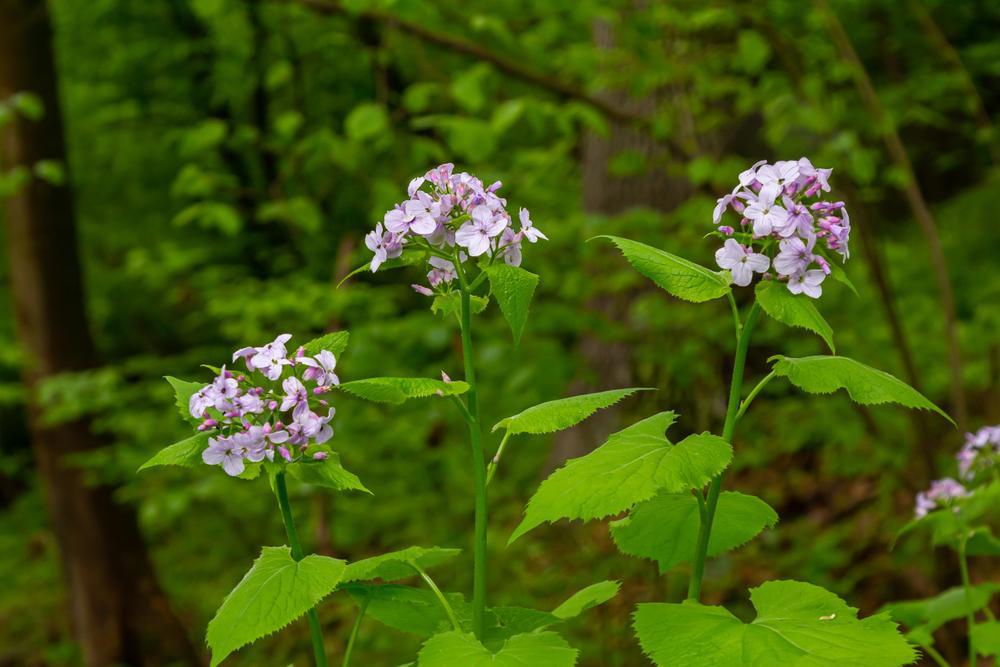 2G Perennial Lunaria (Money Plant, Silver Dollar Plant)