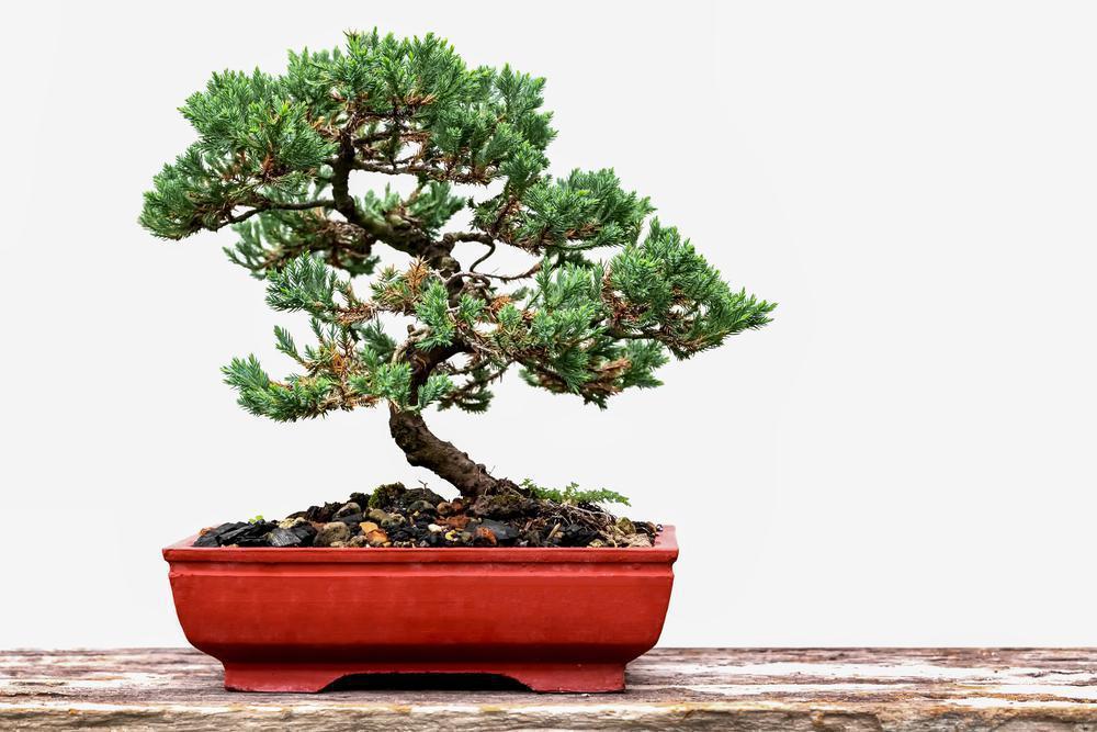 6" Bonsai Garden Small
