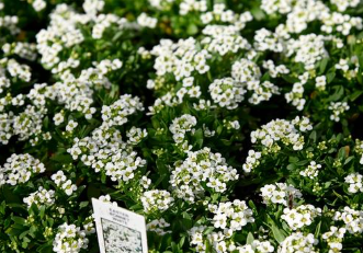804 - 4 Pack Alyssum - Easter Bonnet White