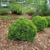 2G Thuja Occidentalis 'Tator Tot' - Arborvitae - 1013101