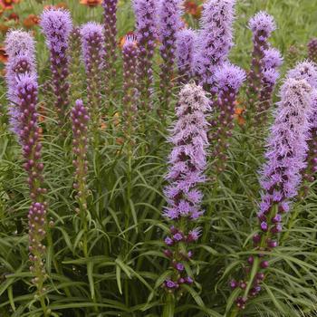 1G Liatris Spicata 'Kobold Original' - Gayfeather - 1022278