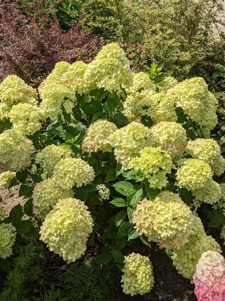 7G Hydrangea Paniculata 'Little Lime' - Tree - 1009810