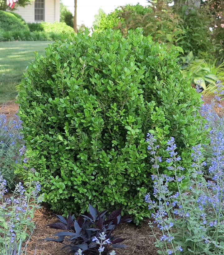 3G Buxus NewGen 'Freedom'  Boxwood 1012235