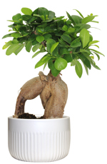5.5" Ficus Microcarpa Kaia White - UG6296