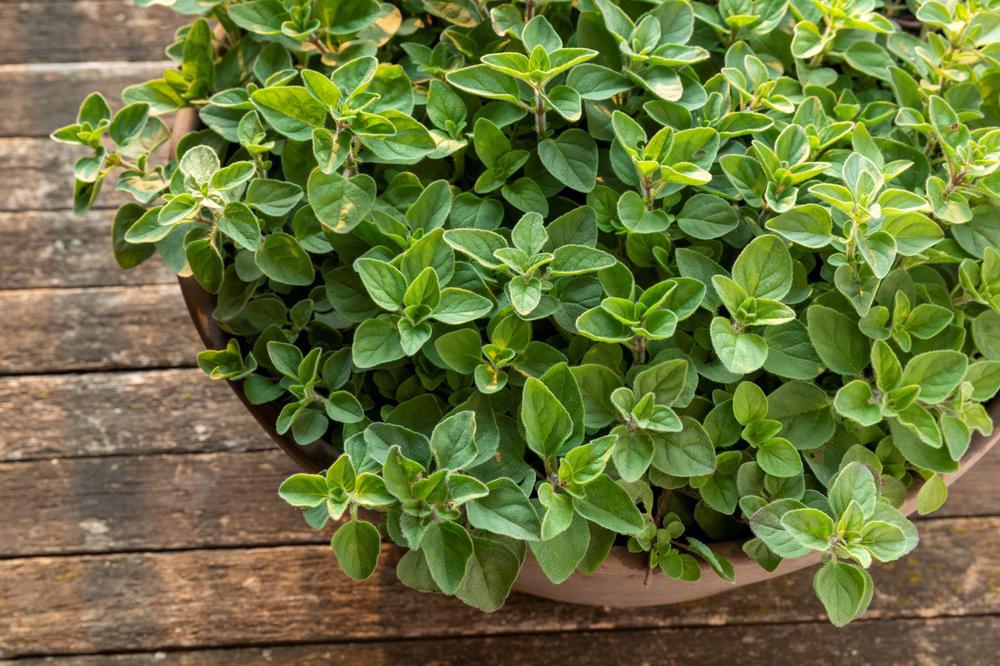 Origanum V.S. Hirtum - Greek Oregano