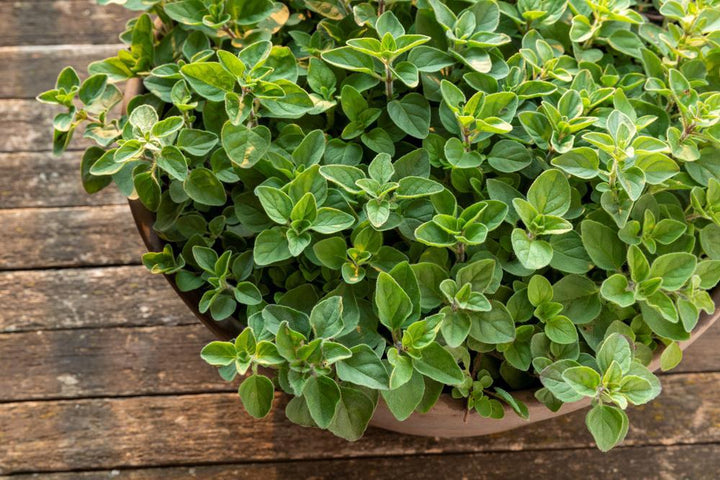 Origanum V.S. Hirtum - Greek Oregano