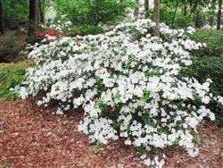 3G Azalea 'Girard's Pleasant White' (evergreen) - 1000204