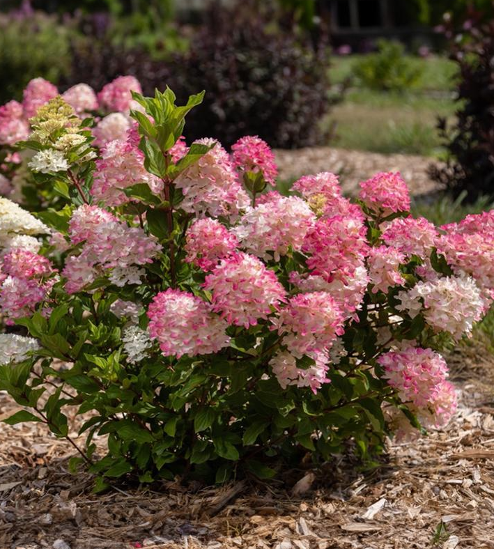 3G Hydrangea Paniculata 'Spring Sizzle' - 1021915