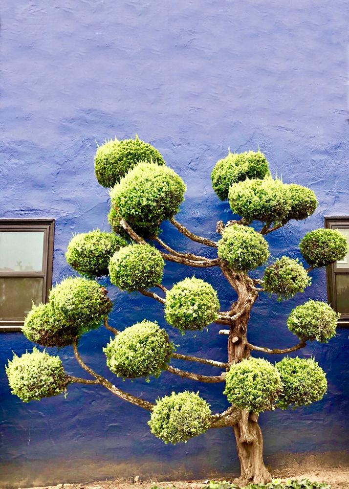 15G Juniperus - Sea Green - Juniper Pom Pom 4/5' - 51151-1892