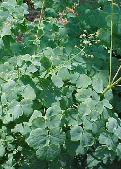 1G Thalictrum Dioicum - Early Meadow-Rue - 1012900