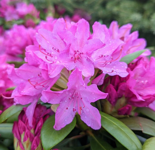 5G Rhododendron Maximum 'Roseum' - Pink Rosebay Rhododendron - 1004187