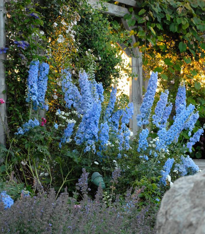 2G Delphinium New Millennium 'Blue Lace'