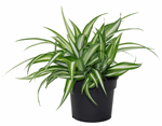 3.5" Spider Plant Maria - G2457