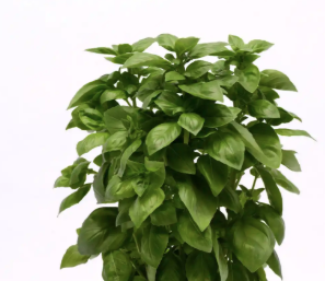 9" Herb - Basil Everleaf Genovese
