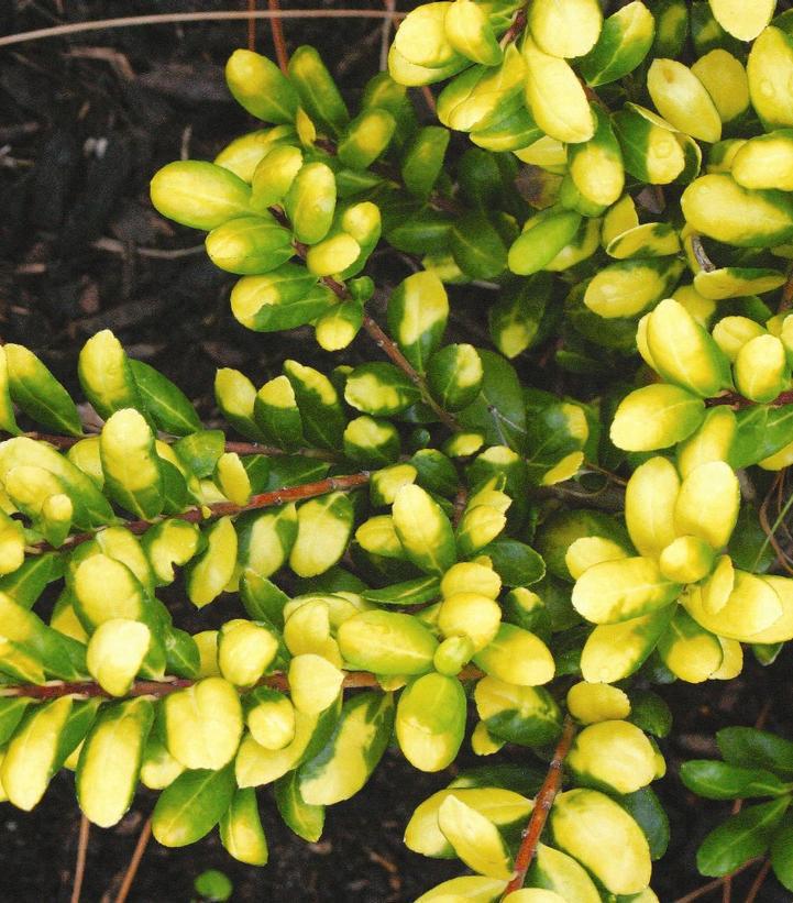 3G Ilex crenata Drops of Gold Drops of Gold Japanese Holly