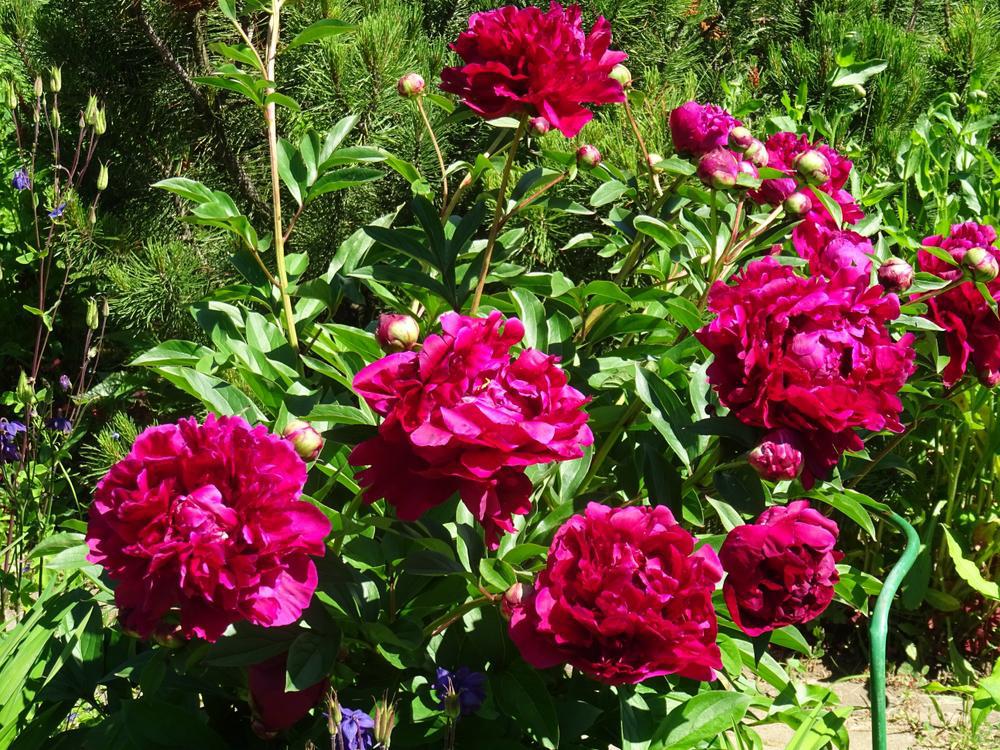 3G Paeonia lactiflora 'Kansas' Kansas Peony (Fucshia color) 1003372