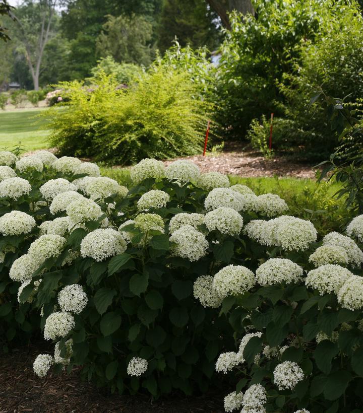 3G Hydrangea Arborescens Invincibelle 'Limetta' - 1009196