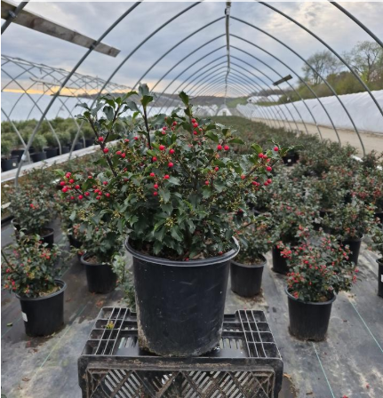 5G Ilex X meserveae 'Blue Princess'  Holly 1001319
