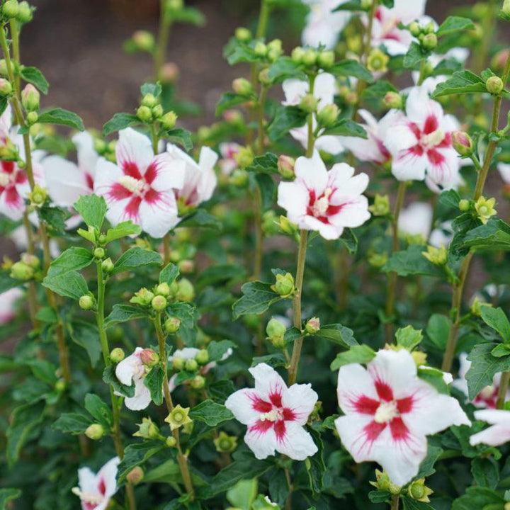 3G Hibiscus syriacus Lil' Kim® ('Antong Two') Lil' Kim® Rose of Sharon: Patent PP19547 1005408