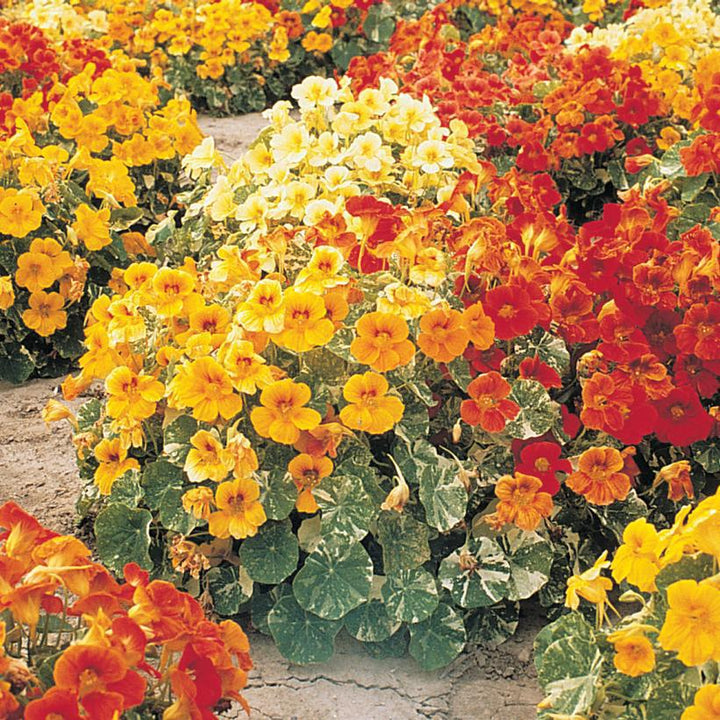 1G Nasturtium 'Alaska Mix' - 1003896