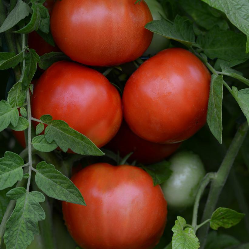 1G Tomato Heirloom Marriage 'Jersey Boy' - Slicing - 1007718