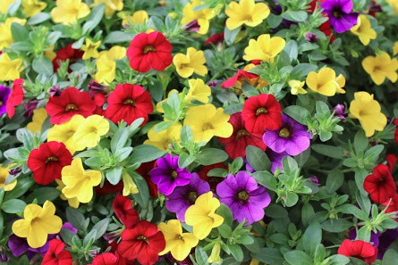 10" HB Calibrachoa Mixed Hanging Basket